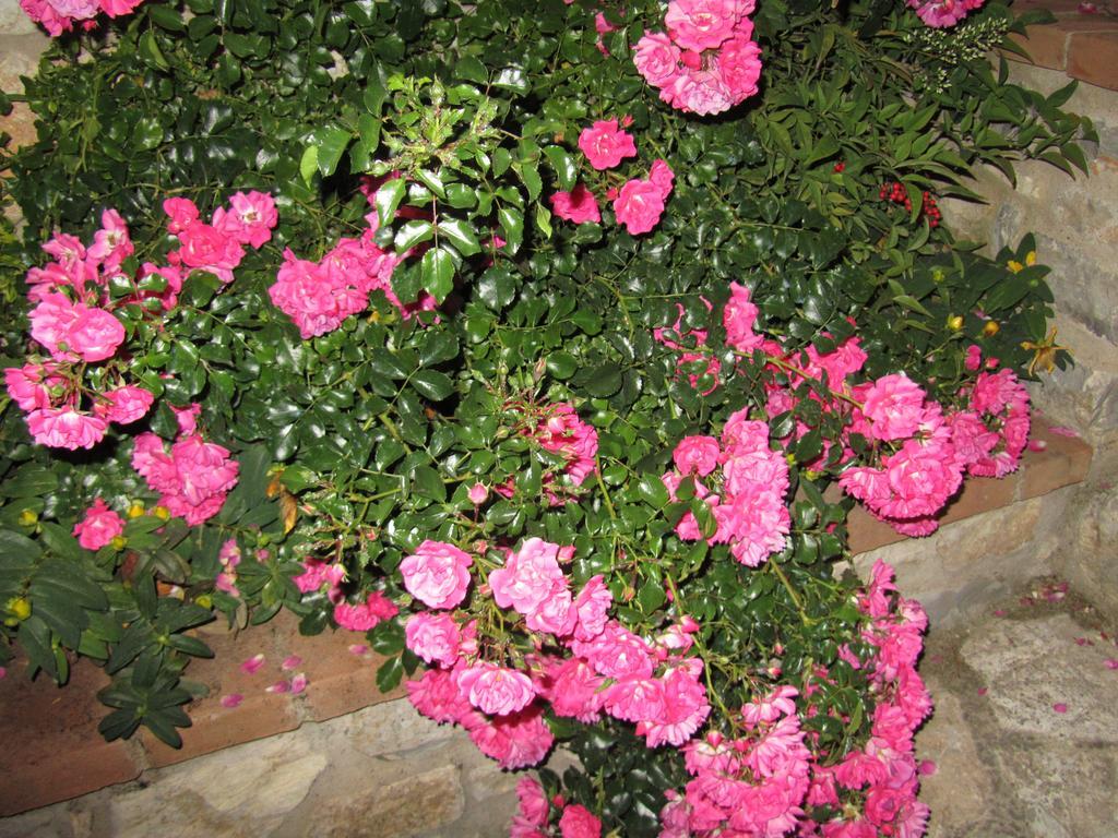 Agriturismo Borghetto Il Montino Rapolano Terme Dış mekan fotoğraf