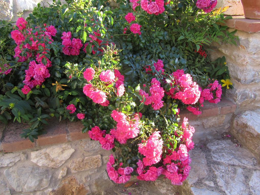 Agriturismo Borghetto Il Montino Rapolano Terme Dış mekan fotoğraf